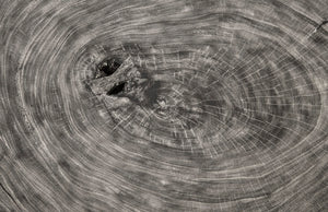 Phillips Collection Floating Round Coffee Table With Acrylic Legs, Modern Organic Design, Unique Chamcha Wood Finish Silver,Gray Wood ,Chamcha Wood Th97528