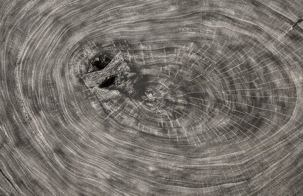 Phillips Collection Floating Round Coffee Table With Acrylic Legs, Modern Organic Design, Unique Chamcha Wood Finish Silver,Gray Wood ,Chamcha Wood Th97528