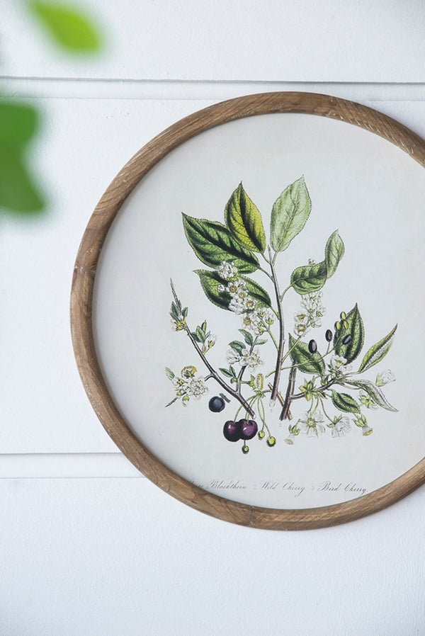 English Elm S/4 Botanical Round Framed Prints Rustic Fir Wood Vintage Naturalist Wall Art W2078P531907