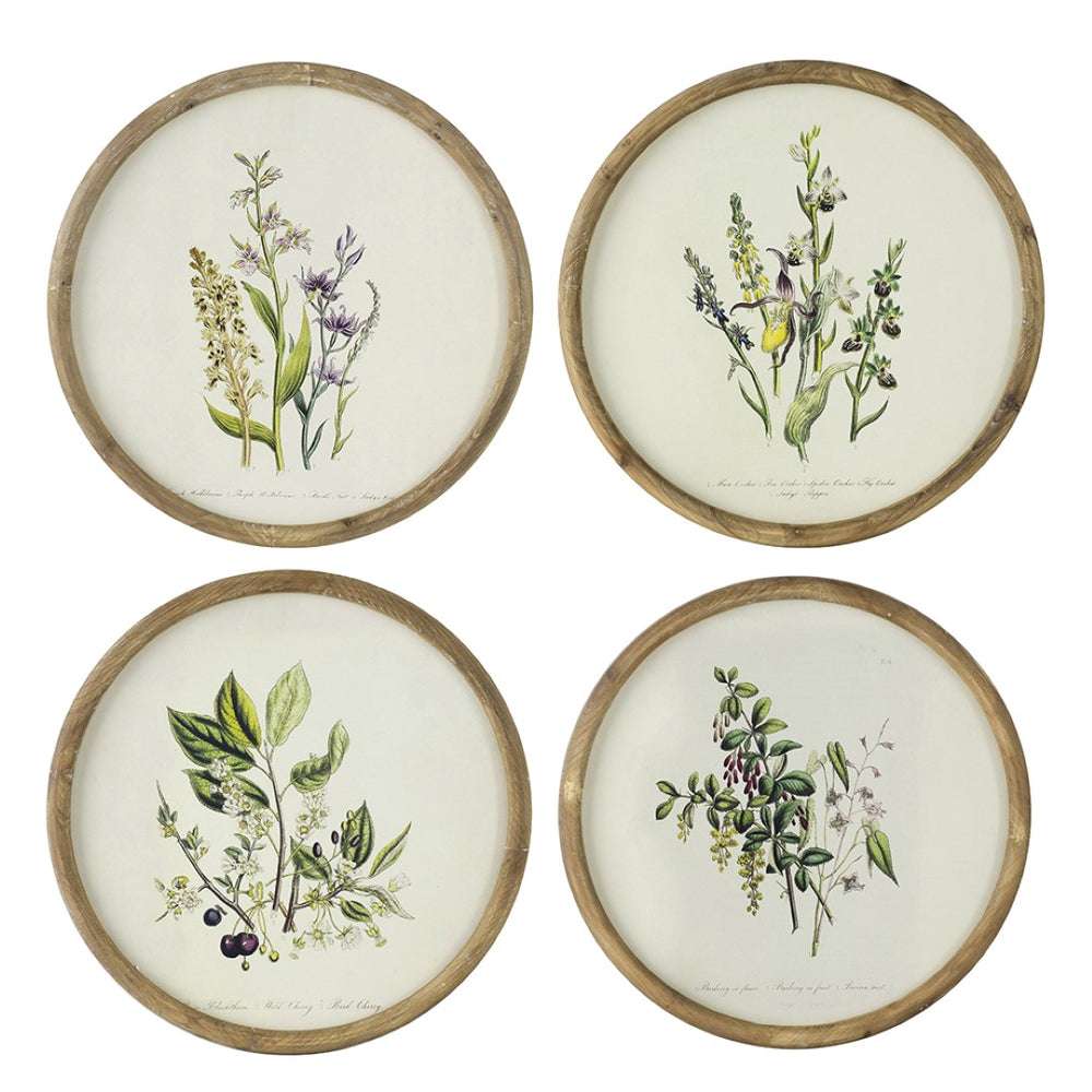 English Elm S/4 Botanical Round Framed Prints Rustic Fir Wood Vintage Naturalist Wall Art W2078P531907