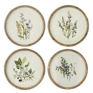 English Elm S/4 Botanical Round Framed Prints Rustic Fir Wood Vintage Naturalist Wall Art W2078P531907