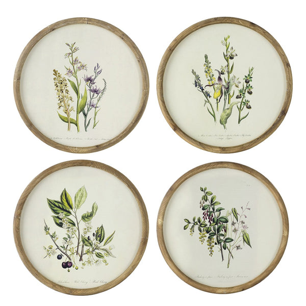 English Elm S/4 Botanical Round Framed Prints Rustic Fir Wood Vintage Naturalist Wall Art W2078P531907