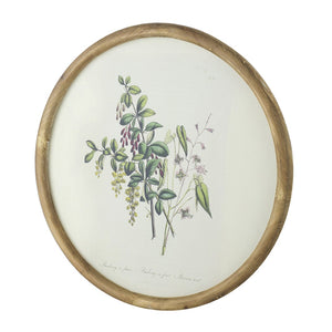 English Elm S/4 Botanical Round Framed Prints Rustic Fir Wood Vintage Naturalist Wall Art W2078P531907