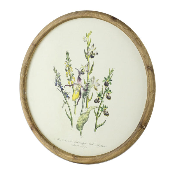 English Elm S/4 Botanical Round Framed Prints Rustic Fir Wood Vintage Naturalist Wall Art W2078P531907