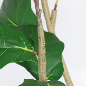English Elm 6Ft Artificial Fiddle Leaf Fig Faux Tree Potted in Matte Black for Living Rooms W3912P516710