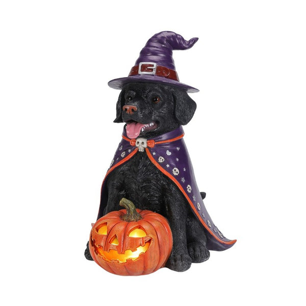 English Elm Halloween Black Lab Resin Dog Statue with Witch Hat and LED Pumpkin Glow Decor Yellow+Black W5398P520246