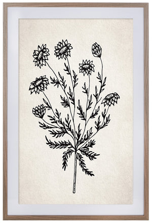 Safavieh Fresh Cut Flora, 24 X 36, Ivory/Black, Framed Wall Art XII23 Ivory / Black Mdf/Iron WLA3011A