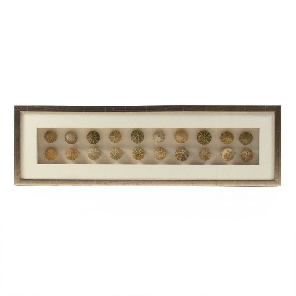 Abstract Shell Art Pastel Dry Fruit in Golden Frame ZEN18291A Zentique