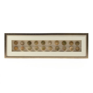 Abstract Shell Art Pastel Dry Fruit in Golden Frame ZEN18291A Zentique