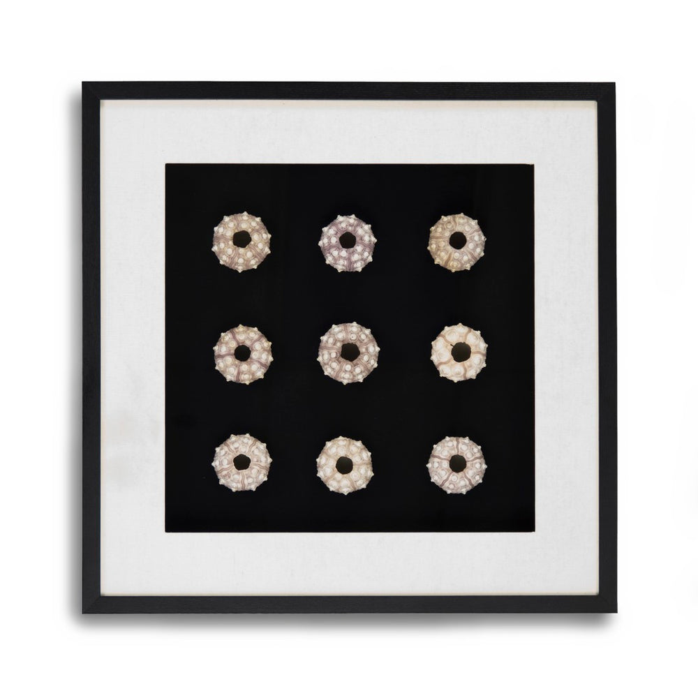Zentique Abstract Shell Art - Elevate Your Space With Stunning Coastal Elegance And Nature-inspired Decor Round Sea Shells On Black Background In Black Frame Pine Wood,Glass Zen23378a
