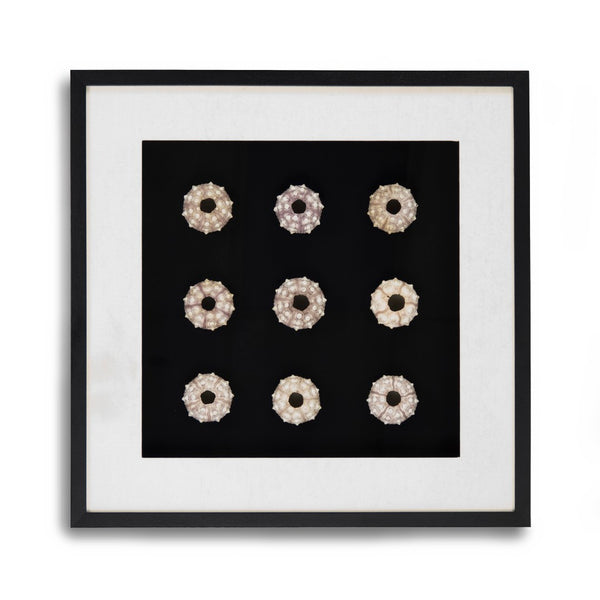 Zentique Abstract Shell Art - Elevate Your Space With Stunning Coastal Elegance And Nature-inspired Decor Round Sea Shells On Black Background In Black Frame Pine Wood,Glass Zen23378a
