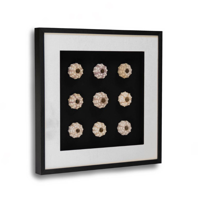 Zentique Abstract Pine Shell Art on Glass Panel — Coastal Minimalist Wall Decor, Slim 25.5cm Modern Accent Piece Round Sea Shells on Black Background in Black Frame ZEN23378A