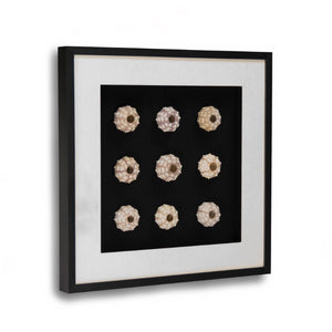 Zentique Abstract Pine Shell Art on Glass Panel — Coastal Minimalist Wall Decor, Slim 25.5cm Modern Accent Piece Round Sea Shells on Black Background in Black Frame ZEN23378A