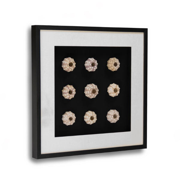 Zentique Abstract Pine Shell Art on Glass Panel — Coastal Minimalist Wall Decor, Slim 25.5cm Modern Accent Piece Round Sea Shells on Black Background in Black Frame ZEN23378A