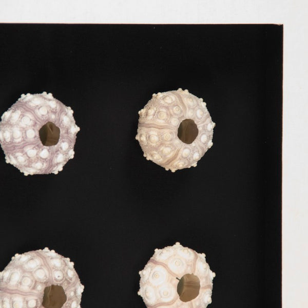 Zentique Abstract Pine Shell Art on Glass Panel — Coastal Minimalist Wall Decor, Slim 25.5cm Modern Accent Piece Round Sea Shells on Black Background in Black Frame ZEN23378A