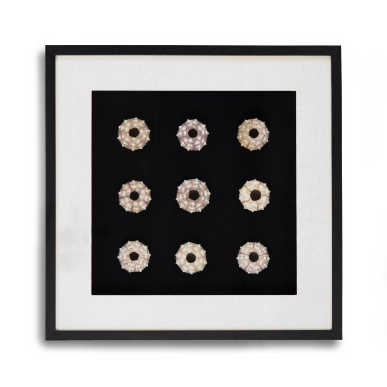 Zentique Abstract Pine Shell Art on Glass Panel — Coastal Minimalist Wall Decor, Slim 25.5cm Modern Accent Piece Round Sea Shells on Black Background in Black Frame ZEN23378A
