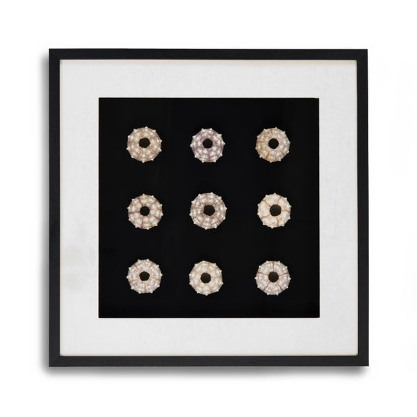 Zentique Abstract Pine Shell Art on Glass Panel — Coastal Minimalist Wall Decor, Slim 25.5cm Modern Accent Piece Round Sea Shells on Black Background in Black Frame ZEN23378A