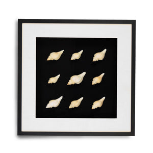 Zentique Abstract Shell Art - Elevate Your Space With Stunning Coastal Elegance And Nature-inspired Decor Sea Shells On Black Background In Black Frame Pine Wood,Glass Zen23378b