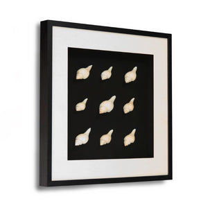 Zentique Abstract Pine Shell Art on Glass Panel — Coastal Minimalist Wall Decor, Slim 25.5cm Modern Accent Piece Sea Shells on Black Background in Black Frame ZEN23378B