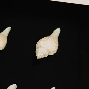Zentique Abstract Pine Shell Art on Glass Panel — Coastal Minimalist Wall Decor, Slim 25.5cm Modern Accent Piece Sea Shells on Black Background in Black Frame ZEN23378B