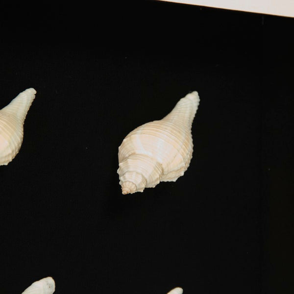 Zentique Abstract Pine Shell Art on Glass Panel — Coastal Minimalist Wall Decor, Slim 25.5cm Modern Accent Piece Sea Shells on Black Background in Black Frame ZEN23378B