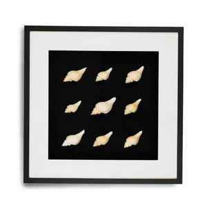 Zentique Abstract Pine Shell Art on Glass Panel — Coastal Minimalist Wall Decor, Slim 25.5cm Modern Accent Piece Sea Shells on Black Background in Black Frame ZEN23378B