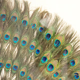 Abstract Paper Acrylic Framed Art Peacock Feathers on Tan Background in Acrylic Frame ZEN30103 Zentique