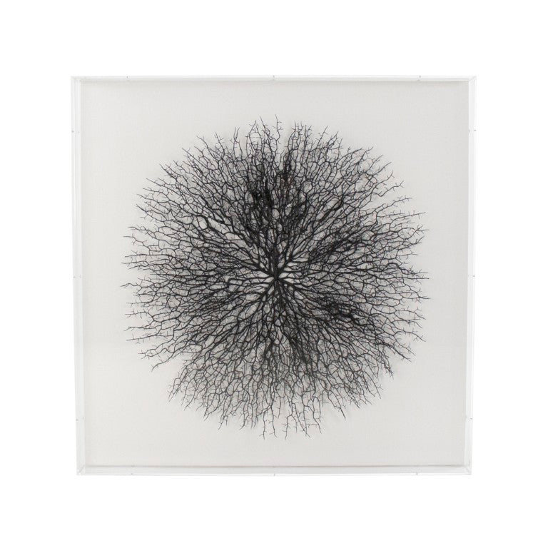 Zentique Abstract Acrylic Branch Wall Art — Layered MDF Depth, Modern Organic Accent for Minimalist Homes Black Branches, White Background ZEN35777