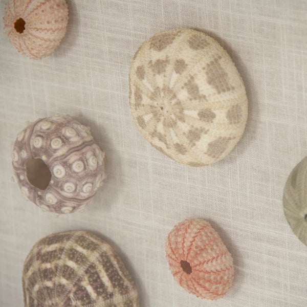 Zentique Abstract Shell Wall Art Contemporary Coastal Acrylic & Real Shell Embellishments on MDF, Ready-to-Hang 35.5"x35.75" ZEN36233