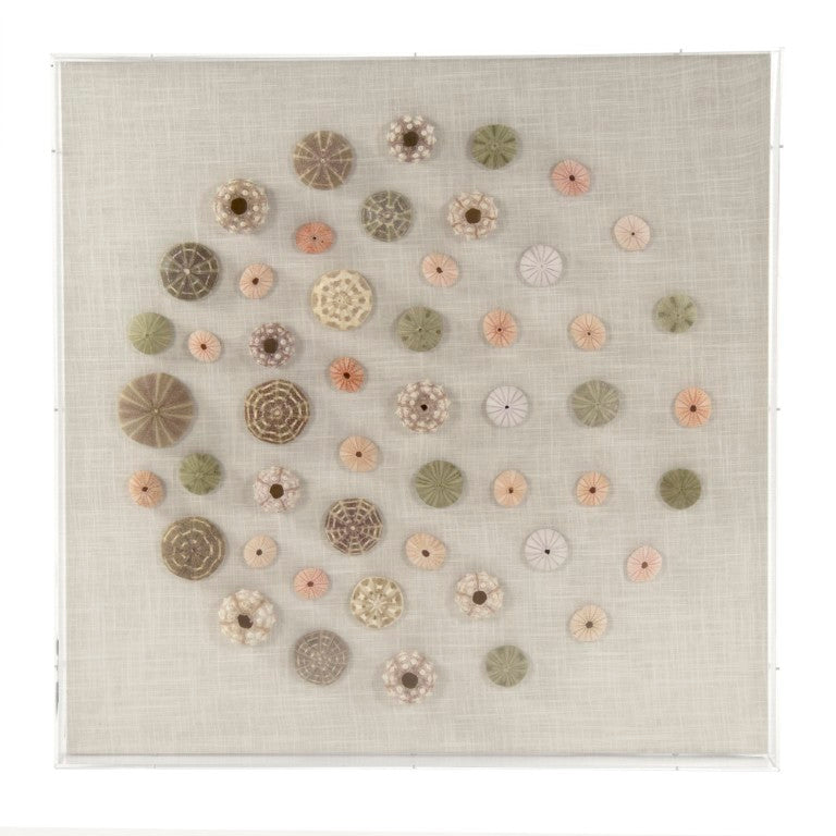 Zentique Abstract Shell Wall Art Contemporary Coastal Acrylic & Real Shell Embellishments on MDF, Ready-to-Hang 35.5"x35.75" ZEN36233