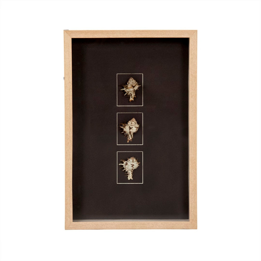 Zentique Abstract Shell Wall Art - Premium Pine Wood Decor With Coastal Charm, Glass Accents & Unique Design Black,Tan Pine Wood,Shells,Glass Zen37165