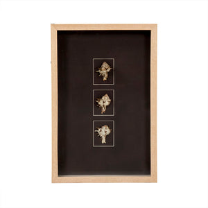 Zentique Abstract Shell Wall Art - Premium Pine Wood Decor With Coastal Charm, Glass Accents & Unique Design Black,Tan Pine Wood,Shells,Glass Zen37165