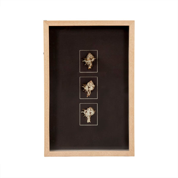 Zentique Abstract Shell Wall Art - Premium Pine Wood Decor With Coastal Charm, Glass Accents & Unique Design Black,Tan Pine Wood,Shells,Glass Zen37165