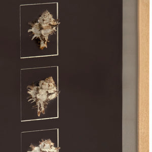 Zentique Abstract Shell Wall Art: Handcrafted Pine Panel with Real Shells & Glass Inlays for Coastal Texture and Shine W23.5 x H15.5 x D3 ZEN37165