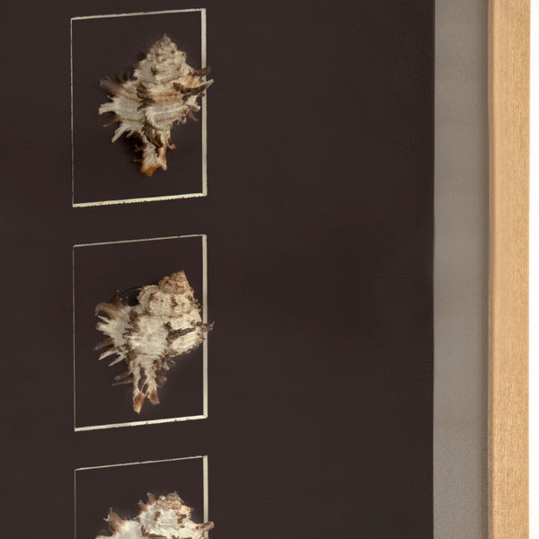 Zentique Abstract Shell Wall Art: Handcrafted Pine Panel with Real Shells & Glass Inlays for Coastal Texture and Shine W23.5 x H15.5 x D3 ZEN37165