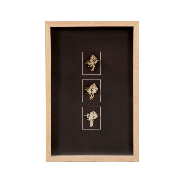 Zentique Abstract Shell Wall Art: Handcrafted Pine Panel with Real Shells & Glass Inlays for Coastal Texture and Shine W23.5 x H15.5 x D3 ZEN37165