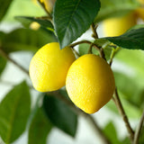 Lemon Tree in Plastic Pot EBQ20702 Park Hill