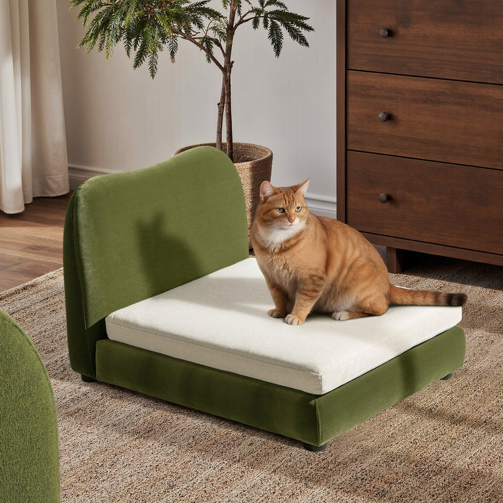 English Elm Roman Velvet Pet Sofa with Backrest for Small Dogs and Cats Modern Living Room B2719P448984