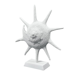 Atlas Marco Shell - Textured White Coastal Accent for Modern Interiors, Sculptural Decor for Home Styling AC11461-01