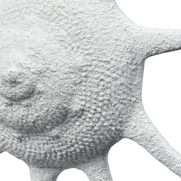 Atlas Marco Shell - Textured White Coastal Accent for Modern Interiors, Sculptural Decor for Home Styling AC11461-01