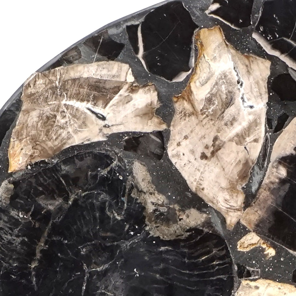 Atlas Radian Decorative Object - Unique Petrified Wood Sculpture on Black Metal Stand for Modern Interiors AC11544-01
