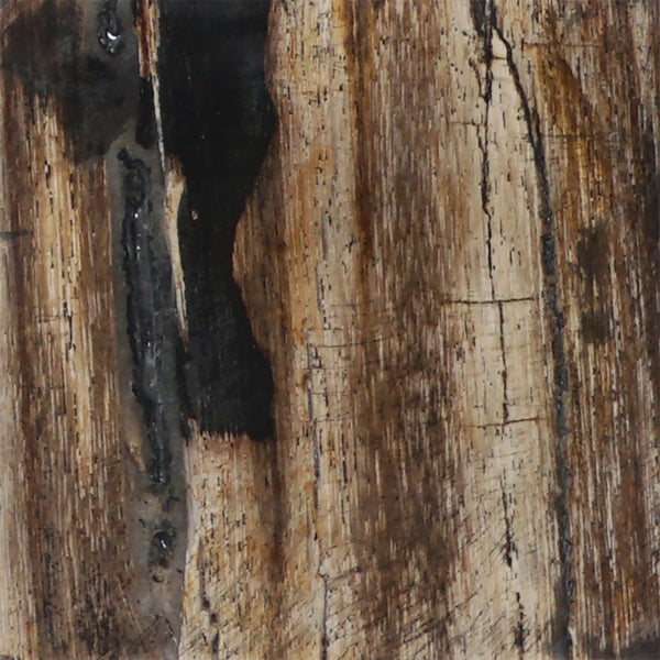 Atlas Vertex Decorative Object - Unique Petrified Wood Sculpture for Modern Rustic Home Accents & Decor AC11663-01