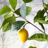 Lemon Tree in Plastic Pot EBQ20702 Park Hill