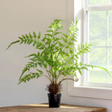 Park Hill Forest Fern Plant in Growers Pot EBQ20557