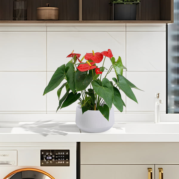 English Elm 2 Pieces Ceramic Flowerpot Set - Modern Glossy White Planters For Garden, Patio & Indoor Décor W3273P321386