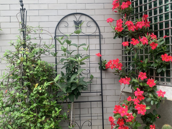 English Elm Metal Garden Trellis Set – 2 Durable Trellises For Climbing Plants, Flowers & Veggies, Easy Install W840P321535