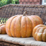 Big Papa Pumpkin FBY80040 Park Hill