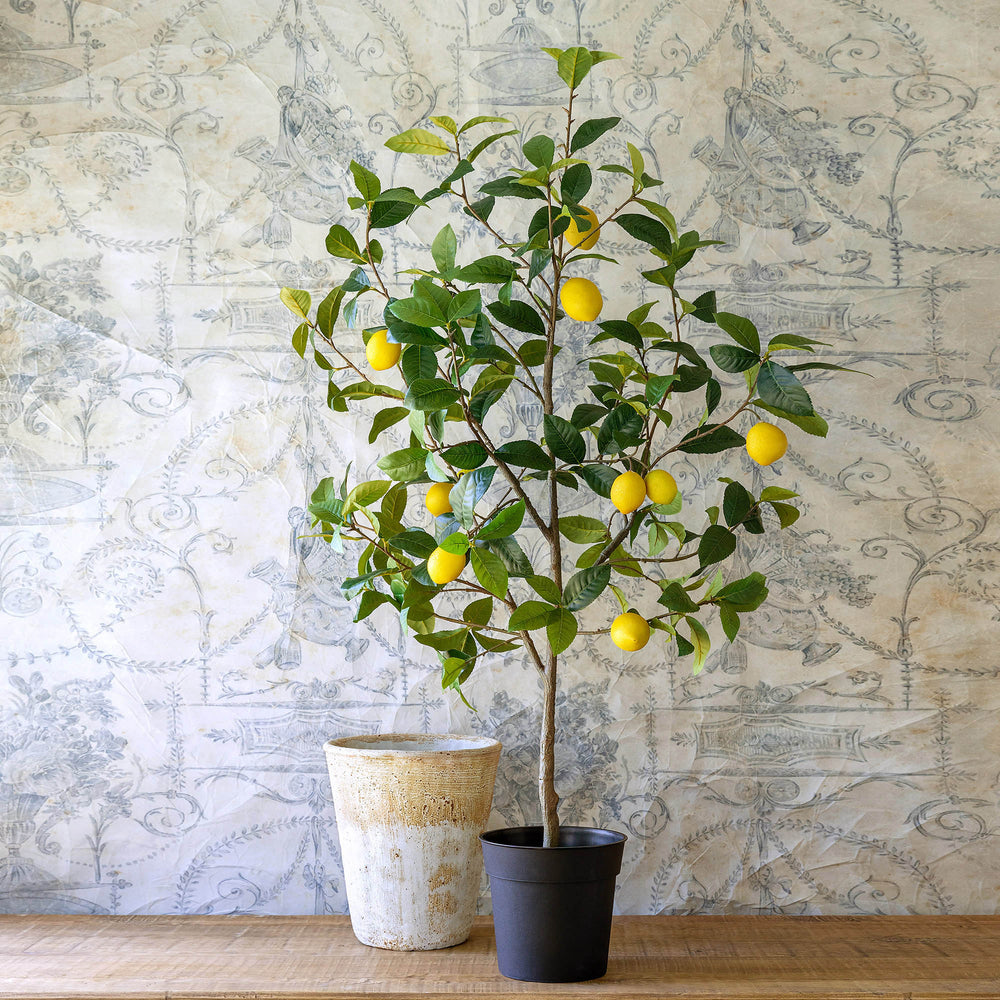 Lemon Tree in Plastic Pot EBQ20702 Park Hill