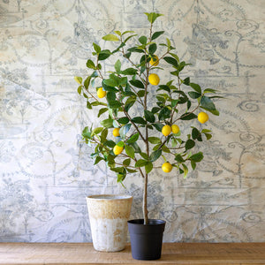 Lemon Tree in Plastic Pot EBQ20702 Park Hill