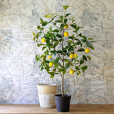 Lemon Tree in Plastic Pot EBQ20702 Park Hill